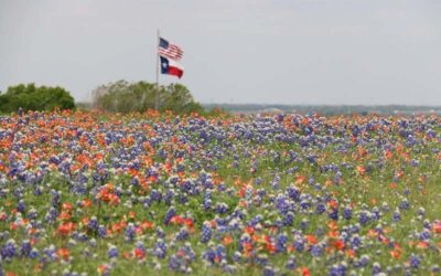 Pest Marshals – South Texas